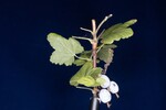 Ribes sanguineum (IMG_0187.jpg)