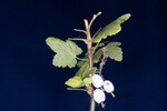 Ribes sanguineum (IMG_0188.jpg)