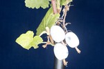 Ribes sanguineum (IMG_0189.jpg)
