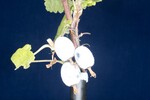 Ribes sanguineum (IMG_0191.jpg)