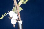 Ribes sanguineum (IMG_0193.jpg)
