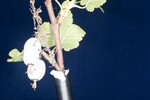 Ribes sanguineum (IMG_0195.jpg)
