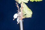Ribes sanguineum (IMG_0200.jpg)