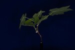 Rubus parviflorus (IMG_0003.jpg)