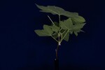 Rubus parviflorus (IMG_0014.jpg)