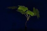 Rubus parviflorus (IMG_0025.jpg)