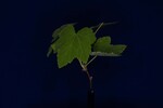 Rubus parviflorus (IMG_0034.jpg)