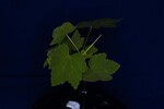 Rubus parviflorus (IMG_0054.jpg)