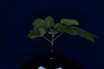 Rubus parviflorus (IMG_0067.jpg)