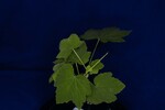 Rubus parviflorus (IMG_0085.jpg)