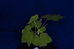 Rubus parviflorus (IMG_0086.jpg)