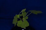 Rubus parviflorus (IMG_0087.jpg)