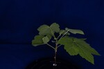 Rubus parviflorus (IMG_0092.jpg)