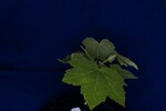 Rubus parviflorus (IMG_0094.jpg)