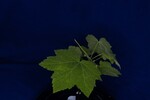 Rubus parviflorus (IMG_0095.jpg)