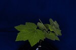 Rubus parviflorus (IMG_0096.jpg)