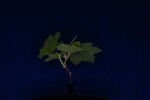 Rubus parviflorus (IMG_0114.jpg)