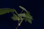 Rubus parviflorus (IMG_0138.jpg)