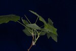 Rubus parviflorus (IMG_0139.jpg)