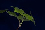 Rubus parviflorus (IMG_0141.jpg)