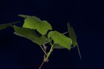 Rubus parviflorus (IMG_0142.jpg)