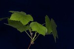 Rubus parviflorus (IMG_0143.jpg)