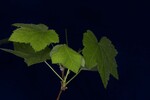 Rubus parviflorus (IMG_0144.jpg)