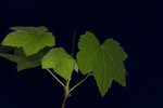 Rubus parviflorus (IMG_0145.jpg)