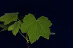 Rubus parviflorus (IMG_0147.jpg)