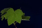 Rubus parviflorus (IMG_0149.jpg)