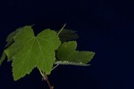 Rubus parviflorus (IMG_0150.jpg)