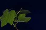 Rubus parviflorus (IMG_0151.jpg)