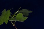 Rubus parviflorus (IMG_0152.jpg)