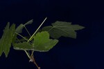 Rubus parviflorus (IMG_0153.jpg)