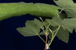 Rubus parviflorus (IMG_0158.jpg)