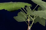 Rubus parviflorus (IMG_0159.jpg)