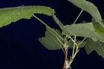 Rubus parviflorus (IMG_0160.jpg)