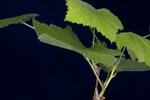 Rubus parviflorus (IMG_0163.jpg)