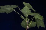 Rubus parviflorus (IMG_0173.jpg)