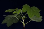 Rubus parviflorus (IMG_0180.jpg)