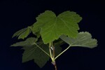 Rubus parviflorus (IMG_0182.jpg)
