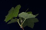 Rubus parviflorus (IMG_0185.jpg)