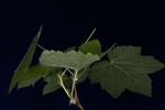 Rubus parviflorus (IMG_0187.jpg)
