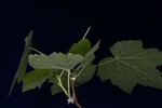 Rubus parviflorus (IMG_0188.jpg)