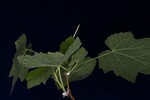 Rubus parviflorus (IMG_0189.jpg)