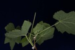 Rubus parviflorus (IMG_0191.jpg)