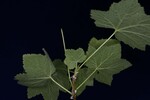 Rubus parviflorus (IMG_0194.jpg)