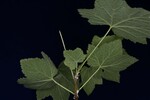 Rubus parviflorus (IMG_0195.jpg)