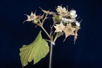 Rubus parviflorus (II) (IMG_0001.jpg)