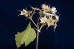 Rubus parviflorus (II) (IMG_0002.jpg)